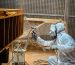 Cat Powder Coating