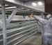 Cat Powder Coating